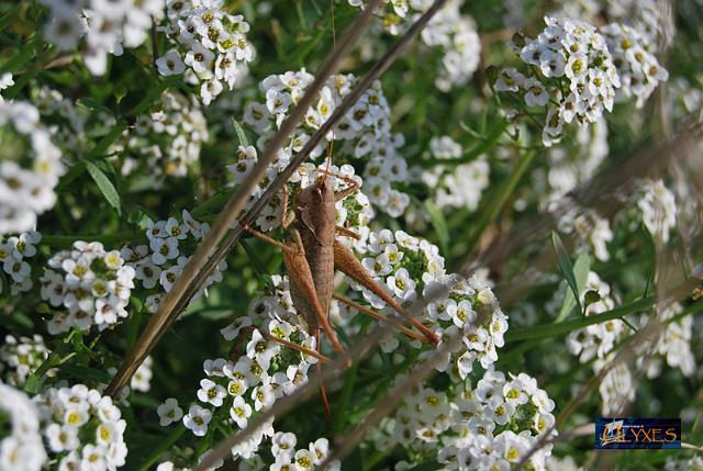 cavalletta su lobularia marittima.JPG